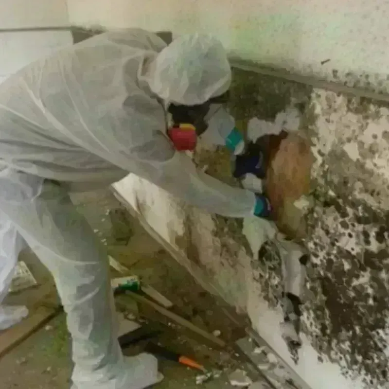 Mold Remediation and Removal in Saint Helen, MI